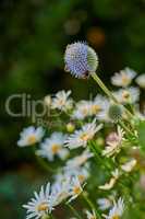 Bees pollinating on a globe thistle flower with blurred green background and copy space. Echinops and daisy perennial flowering plant with a green stem in a garden or park outdoors during pollination