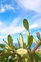 Green pickly pear cactus growing against blue sky with clouds and copy space in Table Mountain National Park, South Africa. Vibrant opuntia succulent trees, bushes in remote landscape area in summer