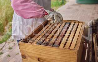 If you need a reason to take the plunge, taste some natural honey. Shot of a beekeeper opening a hive frame on a farm.