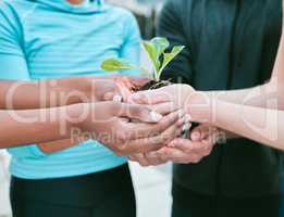 Closeup of diverse group of people holding a green plant in palm of hands with care to nurture and protect nature. Uniting to support seedling with growing leaves as a symbol of being environmentally sustainable and responsible