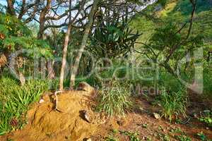 Many trees and bushes in a lush green forest in Hawaii, USA on a sunny day. Magical woods with beauty in nature, beautiful and mysterious quiet outdoors. Calming morning in a peaceful rainforest