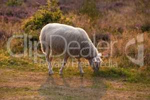 One sheep grazing in a field in the morning. A domesticated farm animal eating green grass in a fresh heather meadow. Lamb or livestock pasture in a purple blooming pastoral land during spring