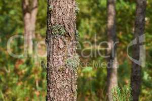 Closeup of a beautiful pine tree in a forest on a sunny afternoon. Scenic and peaceful nature with bright green leaves, plants, and trees. Calm and tranquil outdoors landscape of woodland in summer