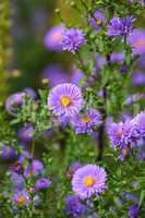 Purple aster flowers growing in a garden amongst greenery in nature during summer. Violet flowering plants beginning to bloom on a meadow in spring. Bright flora blossoming on the countryside