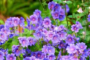 Purple cranes bill flowers growing in a garden in spring. Bunch of bright blossoms in a lush green outdoor park. Lots of beautiful ornamental geranium flower plants for backyard landscaping