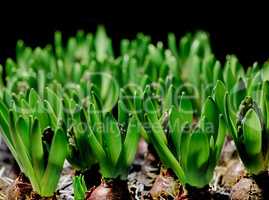 Closeup of green crocus flavus flower bulbs sprouting against a black background. Tiny seedlings growing into leaves with buds to produce bright petals. Plants starting to develop and shoot in spring