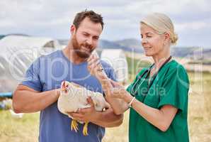 This should remedy the symptoms right away. Shot of a veterinarian giving an injection to a chicken on a poultry farm.
