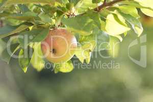A juicy apple growing on a tree in an orchard outdoors with copyspace. Delicious ripe fruit ready to pick for harvest on a branch. Pure organic produce being cultivated in a natural environment