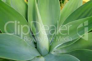 Green Agave succulent plant growing in the summer season. Closeup of a tropical perennial plants stem with soft pattern details. Thick lush leaves growing, flourishing in eco friendly environment