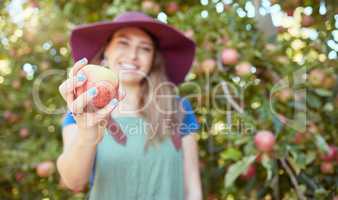 Young female farmer holding a freshly picked apple harvested herself in an orchard garden. Woman picking nutritious organic fruit for making juice, cider and vinegar on sustainable farm during summer