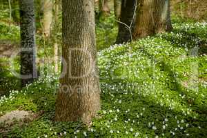 Wild trees growing in a forest with white anemone nemorosa flowers and green plants. Scenic landscape of tall wooden trunks with lush leaves in nature at spring. Peaceful views in the park or woods