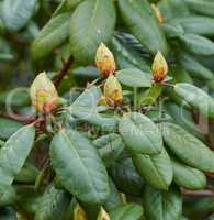 Rhododendron is a genus of 1,024 species of woody plants in the heath family, either evergreen or deciduous, and found mainly in Asia, although it is also widespread throughout the Southern Highlands of the Appalachian Mountains of North America.