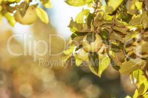 Copy space with green apples growing on trees in a sustainable orchard on a sunny day outdoors. Ripe and juicy fruit cultivated for picking and harvest. Fresh and organic produce in a thriving garden