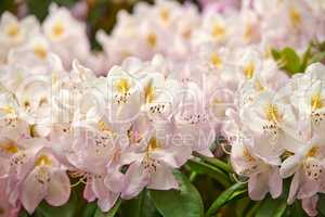 Rhododendron is a genus of 1,024 species of woody plants in the heath family, either evergreen or deciduous, and found mainly in Asia, although it is also widespread throughout the Southern Highlands of the Appalachian Mountains of North America.