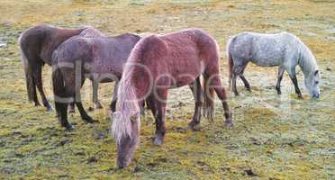 Relaxed animals standing outside together eating on a lush green landscape on an early spring morning. Horses grazing on a breezy pasture or farm land. Wild ponies relaxing, feeding on rural farmland
