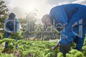 Its easy when you work together. two male farm workers tending to the crops.