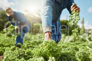 There is a time to plant and a time to uproot. two unrecognizable male farm workers tending to the crops.