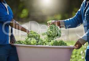 Picking only the best. two unrecognizable male farm workers tending to the crops.