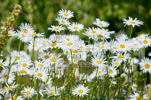 Bunch of daisy flowers growing in a field in summer. Marguerite floral plants flourishing on a green field in spring. White daisies blossoming in a backyard garden. Bright flora blooming in nature