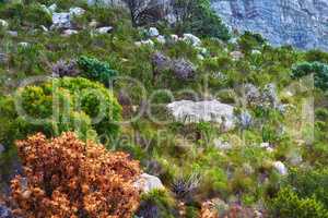 Lush mountainside with indigenous South African fynbos plants and boulders. Low angle of a scenic mountain landscape on Table Mountain. Remote hiking location and tourist destination in nature