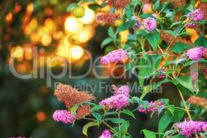 Stunning pink summer lilac flower bush at sunset against a blurred copy space background with bokeh. Delicate wild blossoms growing in garden at dawn. Fragile magenta blooms with lush leaves in field