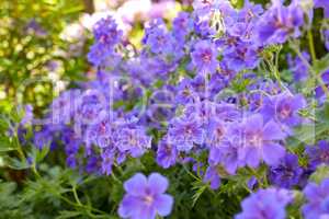 Meadow geranium flowers flourishing in a botanical garden. Purple plants growing and blooming in a green field in summer. Beautiful violet flowering plants budding in a natural environment