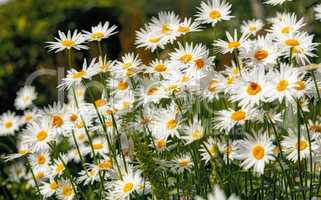 Daisy flowers growing in a scenic green botanical garden. Flowering plants flourishing on grassy field in spring. Bright white flowers blooming in a garden In summer. Pretty flora in nature