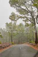 Empty road in a foggy forest with a grey sky. Landscape of a mysterious and misty roadway in nature, traveling through a beautiful scenic hill or mountain with green trees in La Palma, Spain