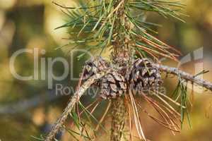 Closeup of Pinecones growing on a pine tree in a quiet forest against a blurry background. Macro details of pine cones in harmony with nature, tranquil wild textures and shapes in zen, quiet woods
