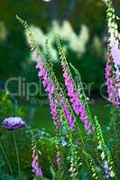 Foxgloves or Digitalis Purpurea in full bloom in a garden on a summer day or spring. Beautiful purple plant with a green stem in nature isolated with a blurred bush background. Foxglove blossoming