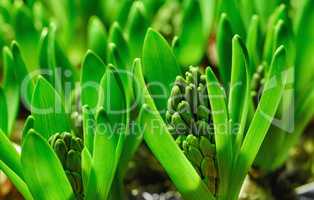 Closeup of budding hyacinth flowers on a lush green shrub stem, growing in a home garden. Macro view of a hyacinthus plant with vibrant leaves on stalks blooming in a backyard landscaped flowerbed