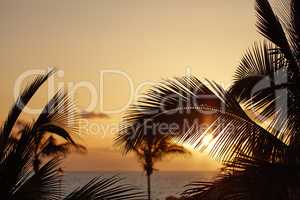 Palm trees at sunset with a twilight sky and sea across the horizon in the background with copy space in La Palma, Canary islands, Spain. Peaceful tropical landscape to enjoy an exotic summer holiday