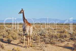 Giraffe in a savannah in South Africa from the back on a sunny day against a blue sky copyspace background. One tall wild animal with long neck spotted on a safari in a dry and deserted national park