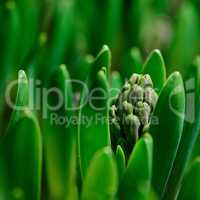 Closeup of green crocus flavus flower bulbs sproutingin a garden. Tiny seedlings about to open and grow into leaves with buds to produce bright petals. Plants starting to develop and shoot in spring