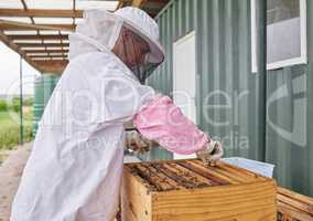When they get too crowded you have to split their hives up. Shot of a beekeeper opening a hive frame on a farm.