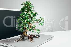Bonsai tree growing out from a laptop in studio against a grey background. Bonsai tree growing out from a laptop in studio against a grey background.