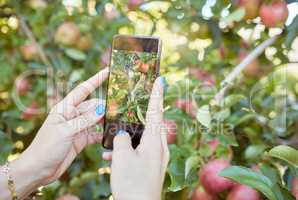 Woman sharing picture of fresh fruit and produce on social media. Harvest agriculture on remote sustainable orchard. Closeup of unknown apple farmer using cellphone to photograph apple trees on farm.