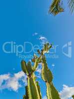 Green succulent cactus plants growing against blue sky with clouds and copy space background in La Palma, Spain. Low angle of vibrant opuntia cacti trees in remote landscape or desert area in summer