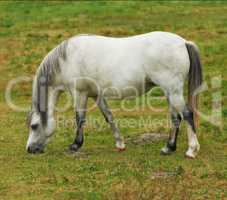 A beautiful white horse eating grass while roaming on a lush field in the countryside. Animal standing on green farm landscape on a sunny day. Horse with a long grey mane grazing on a spring meadow.