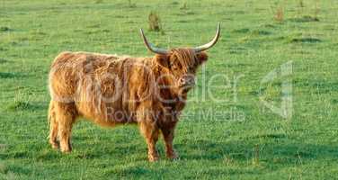 Grass fed Highland cow on farm pasture, grazing and raised for dairy, meat or beef industry. Full length of hairy cattle animal standing alone on green remote farmland or agricultural estate