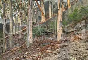 Eucalyptus trees growing against a hillside. Woods on a mountainous hiking trail in South Africa. Landscape of tall trees on cultivated forest walking path in Table Mountain National Park, Cape Town