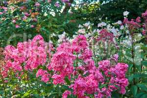 A bunch of pink flowers growing in a backyard garden. Vibrant and bright plants outdoors in nature or a yard. Flowerbed outside on a summer or spring day with lush green leaves