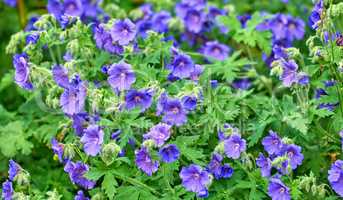 Purple Cranesbill flowers in a garden. Various geraniums or perennial flowering plants growing in a green park or backyard. Colorful gardening blossoms with leaves for outdoor landscaping