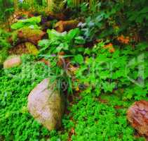 Fern and tropical plants in the forest. ferns leaf green and natural floral fern background on sunny days. Beautiful ferns leave green foliage. Big grown ferns around the hug stone and other plants.