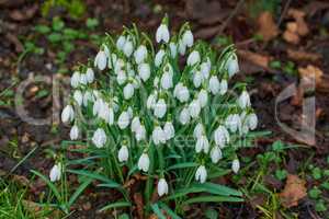 Closeup of wild Snowdrop flowers growing in a garden or forest. Zoom in on texture and bell shape of white petals in a peaceful park. Soothing nature in harmony on quiet, calm afternoon in spring