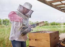 Bees need to be tamed a bit before moving homes. a beekeeper using a bee smoker while working on a farm.