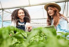 Regular crop maintenance will provide stable yields. two young women tending to crops while working on a farm.
