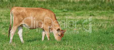 A brown cow grazing on an organic green dairy farm in the countryside. Cattle or livestock in an open, empty and vast grassy field or meadow. Bovine animals on agricultural and sustainable land