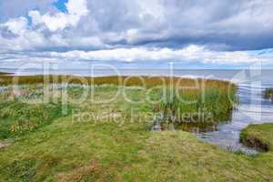 Landscape of marsh lake with reeds against a cloudy horizon. Green field of wild grass by the seaside with a blue sky in Denmark. A peaceful nature scene of calm sea or river near vibrant wilderness