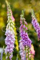 The foxgloves in the garden. Colorful foxgloves - digitalis purpurea.